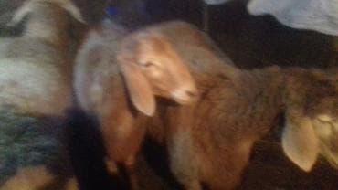 Продаю | Баран (самец) | Полукровка | На забой, Для разведения, Для шерсти | Племенные, Осеменитель