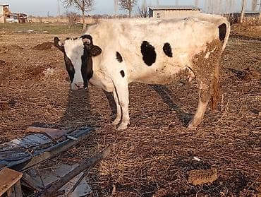 Продаю | Корова (самка) | Голштин | Для молока