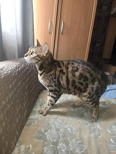 бенгальские кошки цена: Бенгальская, 4 года, Мальчик, Приучена к лотку — 4