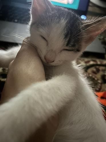 котята фото: Кошка даром: Беспородная, 1 месяц, Мальчик, Приучена к лотку — 3