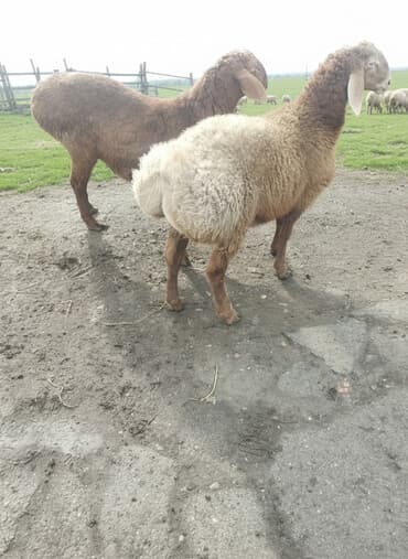 купить собаку шпица недорого: Продаю | Баран (самец) | Для разведения | Матка — 1