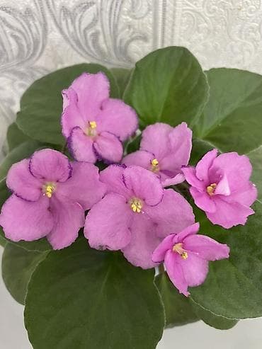 вазы хрустальные: Продам! 1 Детки стандартных сортовых фиалочек. Цена за детку от 80 — 8