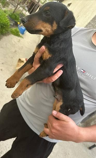 котята британской шиншиллы: Ягдтерьер, 1 месяц, Самец — 2