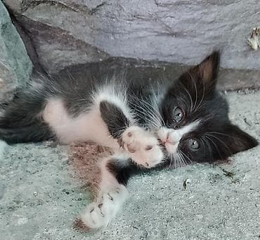 Кошки: Котята в добрые руки - Возраст 2 месяца: активные, любознательные — 1