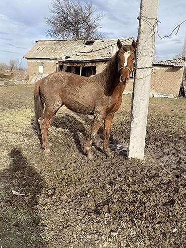 продаю осёл: Продаю | Жеребец | Конный спорт | Племенные — 2