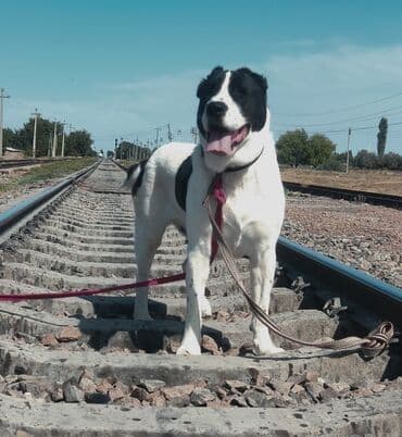 Алабай, 2 года, Самка, С прививкой
