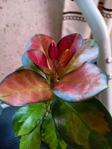 Азык-түлүктөр: Хойя «Лиза» (вариегатная) ЦЕНА-250 сом АДРЕС:Токтогула пер. Уметалиева — 5