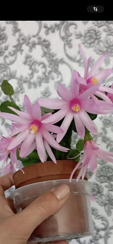 разновидные кактусы: Детки декабриста (Rhipsalidopsis/Schlumbergera) редких окрасов. - — 5