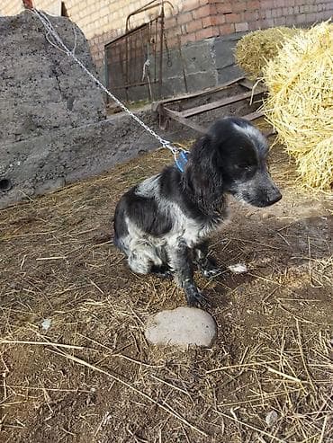 Порода: собака мелкого/среднего формата, тип спаниеля. Окрас