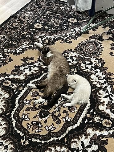 black cat: Сиамская, 2 месяца, Девочка, Приучена к лотку — 3