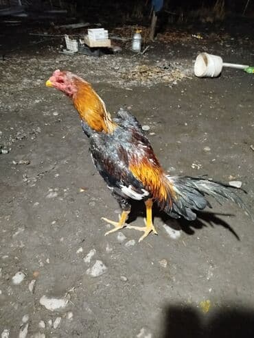 животные на р: Продаю | Петух | Бойцовая | Для разведения — 5