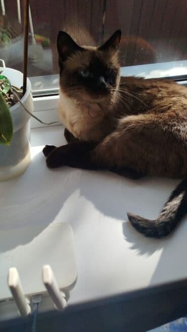 Кошка даром: Сиамская, Девочка