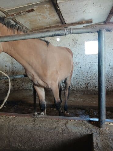 собака доберман цена: Продаю | Жеребец | Рабочий | Племенные — 4