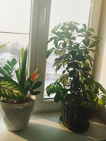 Ашкана буюмдары: Диффенбахтар — 2