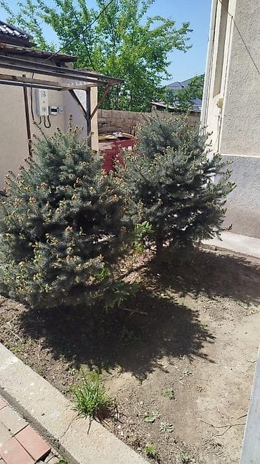 Саженцы и комнатные растения - Хвойные декоративные деревья для