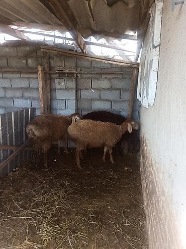 куплю баранов: Продаю | Овца (самка), Баран (самец) | Арашан | На забой, Для разведения — 2