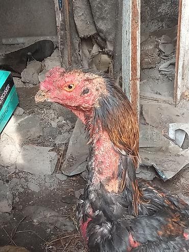 Зоотовары: Продаю | Петух | Бойцовая | Для разведения — 1