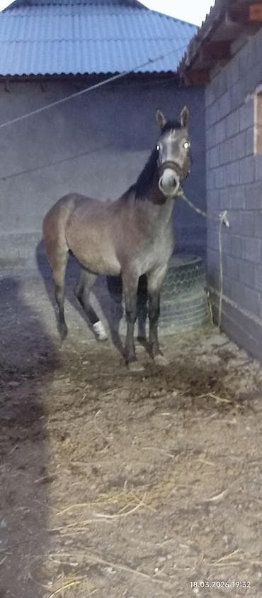 инд: Продаю | Жеребенок | Английская | Конный спорт | Племенные — 7