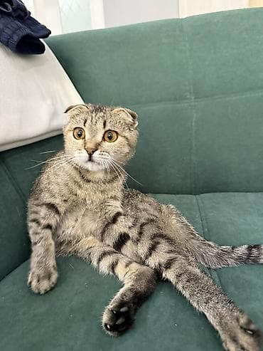 Кошки: Скотиш Фолд (Шотландская вислоухая), 11 месяцев, Девочка, Приучена к лотку — 5
