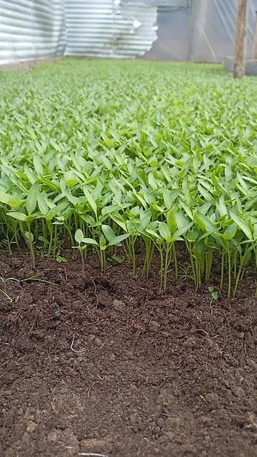 болгарский перец: Рассада овощей: Перцы — 1