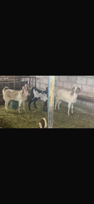 живые дрожи: Продаю | Коза (самка) — 2
