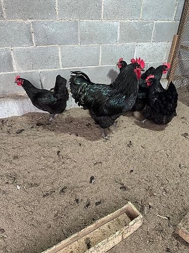 страусиное яйцо купить: Продаю инкубационное яйцопороды "Джерсийский гигант" кто хочет — 5