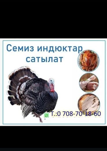 Продаются откормленные индейки. - Мясная порода, крупные тушки с