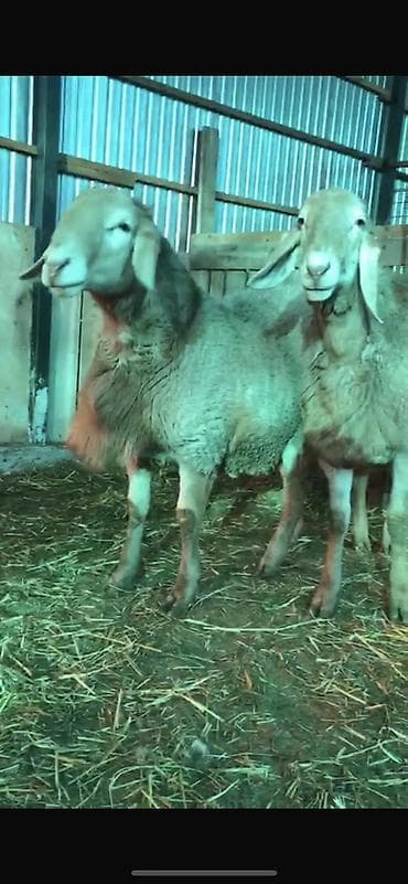 Үй жаныбарлары үчүн товарлар: Сатам | Козу, Кочкор (эркек) | Арашан | Көбөйтүү үчүн — 4