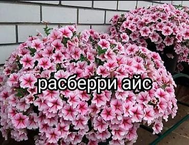 яблоко семеренко: В продаже вегетативная петуния ампельнаяи серии тайдал.ампельный — 1