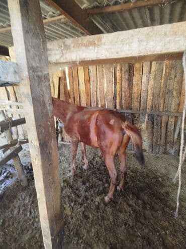 седло для осла: Продаю | Жеребенок | Рабочий, На забой | Мерин — 3