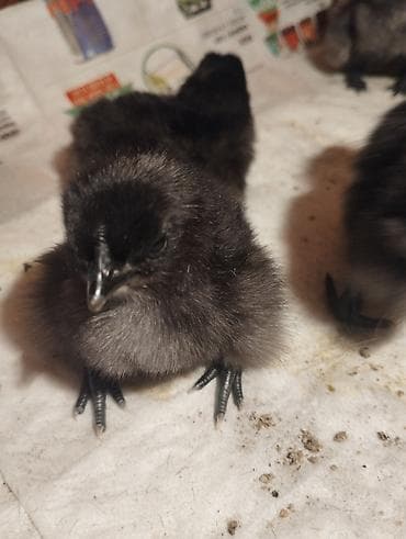 тоо куш фото: Суточные цыплята Ухейилюй — 2