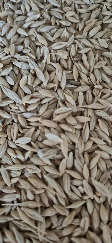 талас ат: Продам ячмень сорт "НУТАНС" крупный без сечки — 3