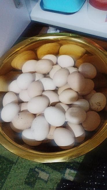 Домашние куриные яйца Адилер для инкубатор шт 70.есть цена 35сом -