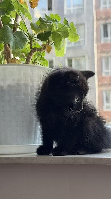 2 месяца, Девочка
