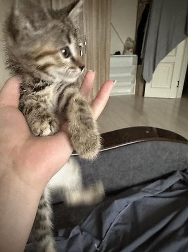 кошеи: Девочка, Приучена к лотку — 3