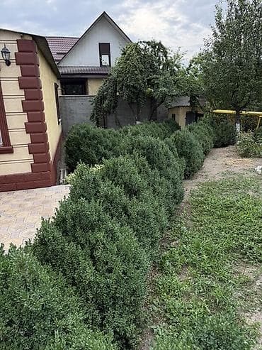 черный яшик: Самшит вечнозелёный (Buxus sempervirens) — взрослые кусты для живой — 7