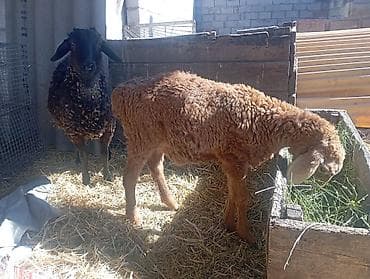 романовский баран: Продаю | Ягненок | Арашан, Романовская | Для разведения | Осеменитель — 1