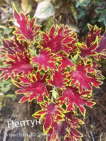 алма яблока: Открыта продажа сортовых КОЛЕУСОВ. цена за срез 100 сом.В коллекции — 3