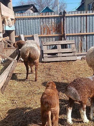 бараны породистые: Продаю | Овца (самка) | Для разведения | Матка — 9