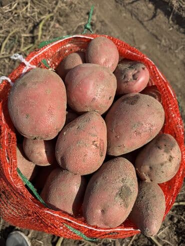 полка для овощи: Картошка Оптом — 1