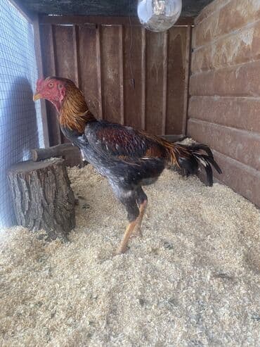 Кемирүүчүлөр: Сатам | Короздор | Тебиштирүүчү | Көбөйтүү үчүн, Тебиштирүү үчүн — 4