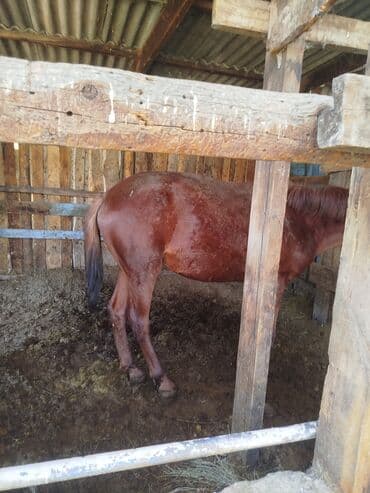 седло для осла: Продаю | Жеребенок | Рабочий, На забой | Мерин — 1