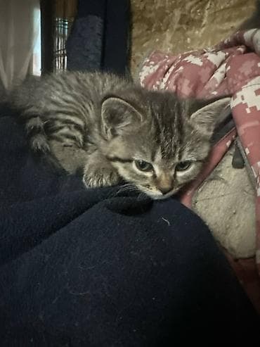 котёнк: Скотиш Фолд (Шотландская вислоухая), 3 месяца, Мальчик, Серый, Приучена к лотку — 3