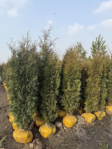 мешковина: Туя западная (вероятно ‘Smaragd’/‘Brabant’) с комом земли в — 1
