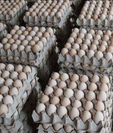 Табыйгый жумуртка дун жана чекене баада Шаар ичинде жеткирип беруу