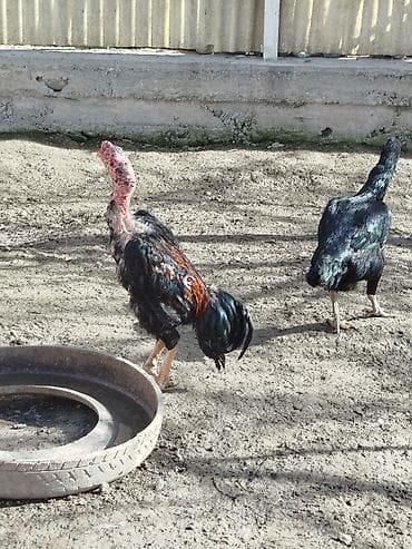 Кошки: Продаю | Куры — 3