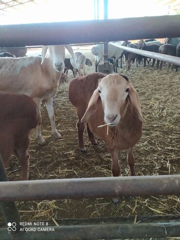 Продаю | Баран (самец) | Арашан