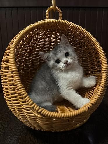 кошка шотланка: Скотиш Страйт (Шотландская прямоухая), 2 месяца, Девочка — 1