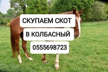 за сколько дней до отела корова наливает вымя: Куплю | Коровы, быки, Лошади, кони, Другие с/х животные | Круглосуточно, Любое состояние, Забитый — 1