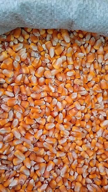 синеножки грибы: Кукуруза (зерно), очищенное сухое зерно в мешке. Описание: - Зерно — 1